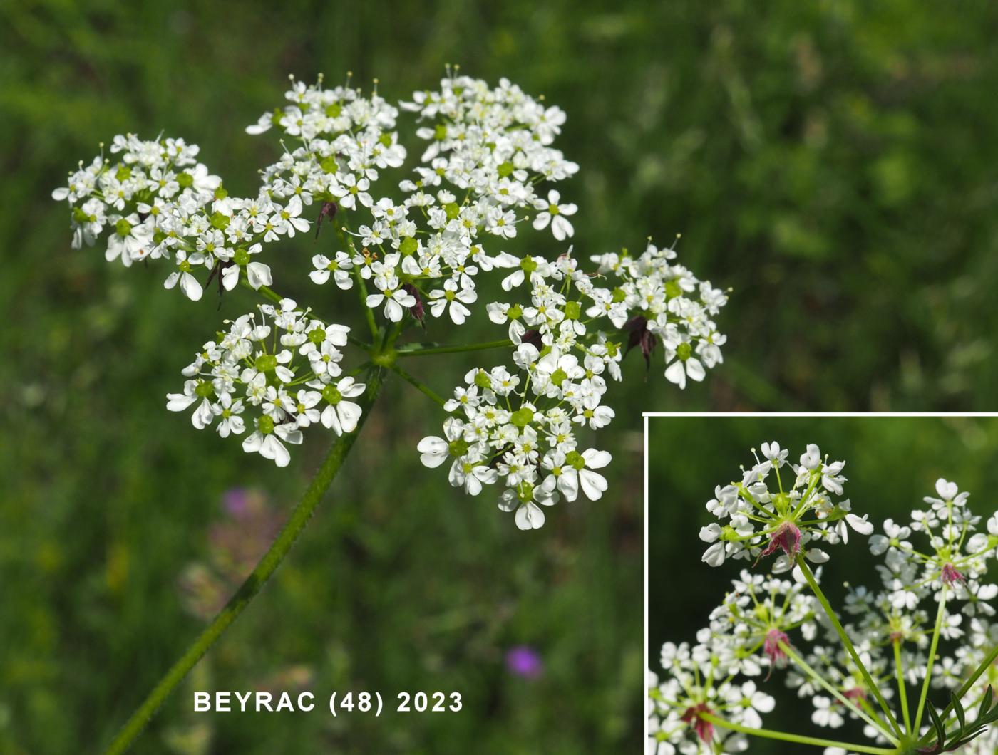 Chervil, Golden flower